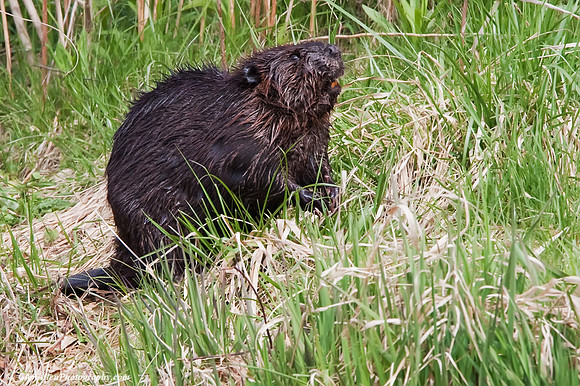 Beaver
