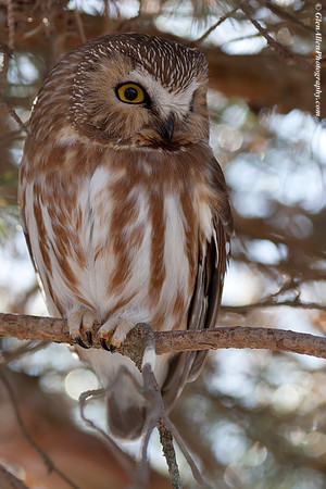 Northern Saw-whet Owl