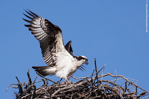 Osprey