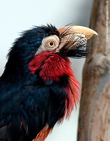 Bearded Barbet