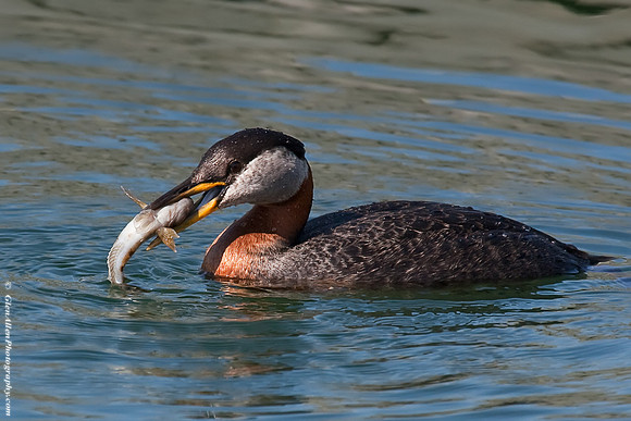 Red-necked Grebe