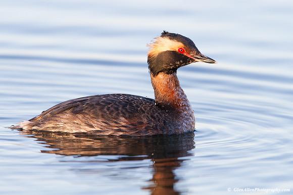 Horned Grebe