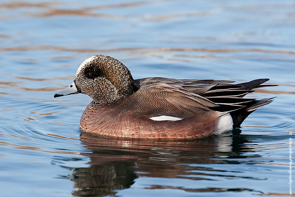 American Wigeon