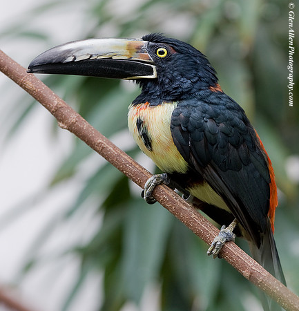 Collard Aracari