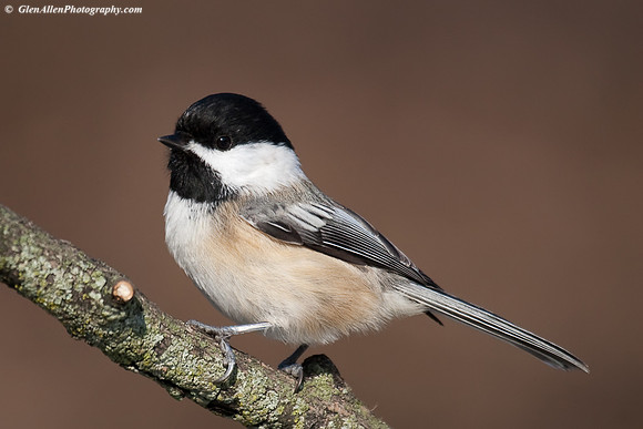 Black-capped Chickadee