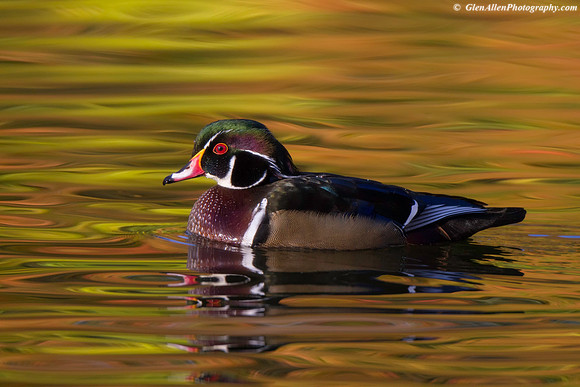 Wood Duck