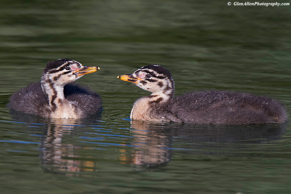 Red-necked Grebe