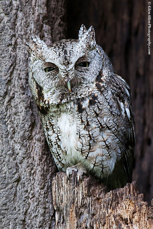 Eastern Screech-Owl