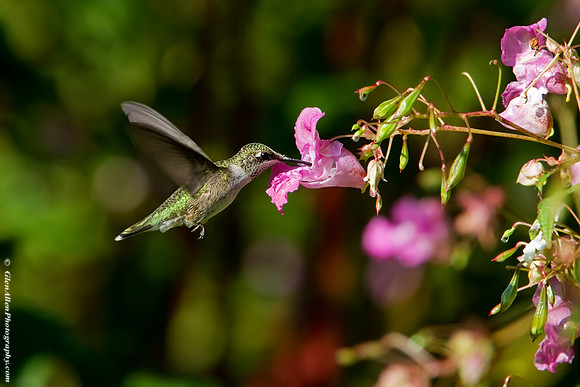 Ruby-throated Hummingbird