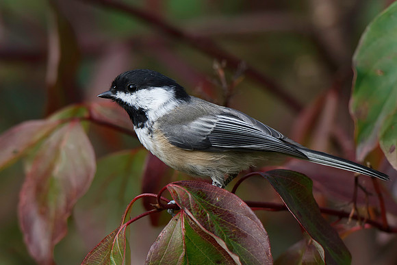 Black-capped Chickadee