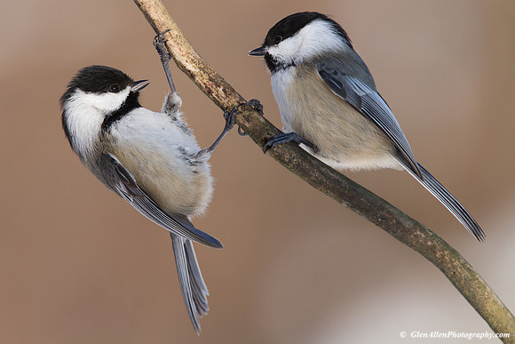 Black-capped Chickadee
