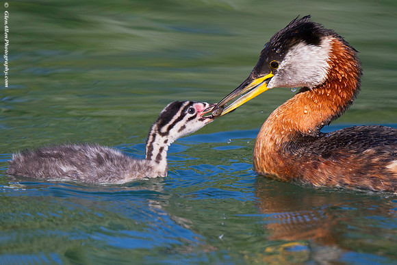Red-necked Grebe