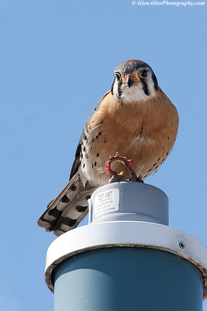 American Kestrel