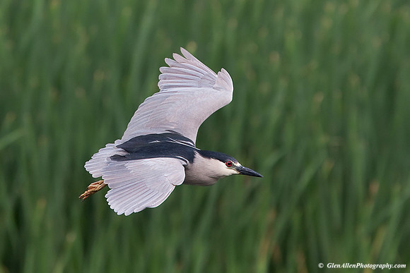 Black-crowned Night-Heron