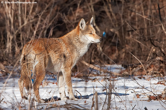 Coyote