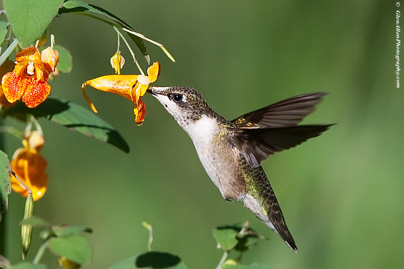 Ruby-throated Hummingbird