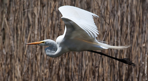 Great Egret