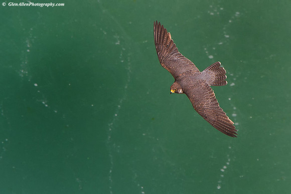 Peregrine Falcon