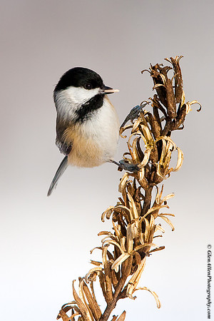 Black-capped Chickadee