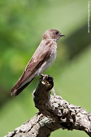 Bank Swallow