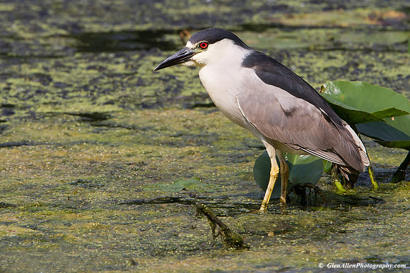 Black-crowned Night-Heron