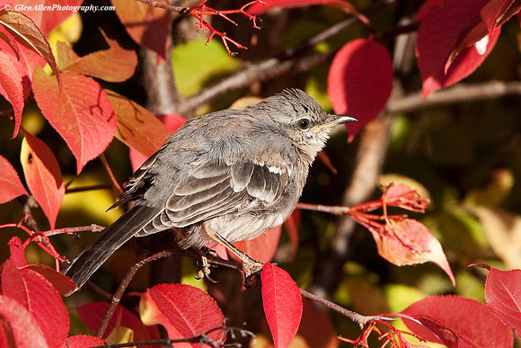 Northern Mockingbird