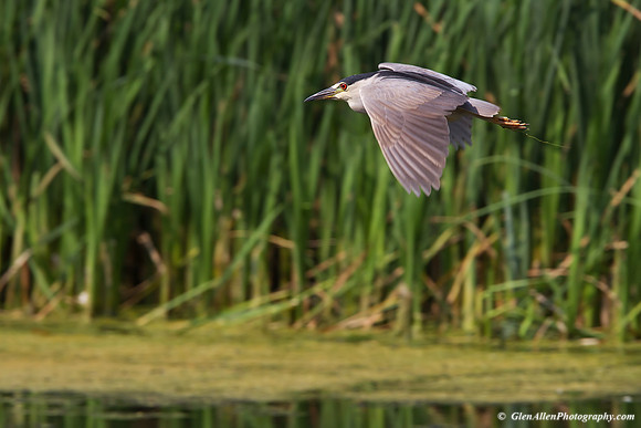 Black-crowned Night-Heron