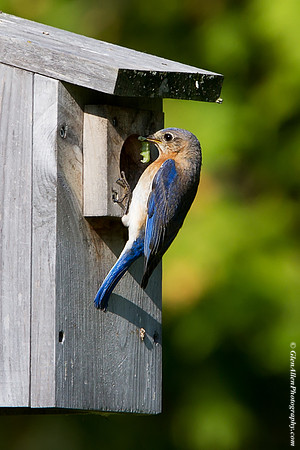 Eastern Bluebird