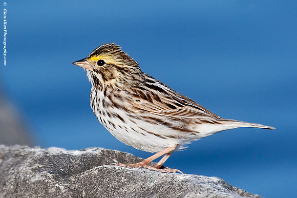 Savannah Sparrow