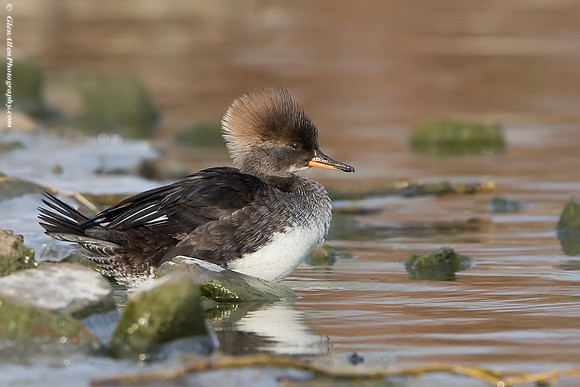 Hooded Merganser