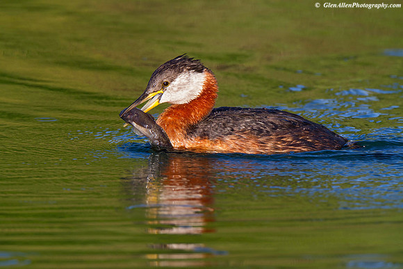 Red-necked Grebe
