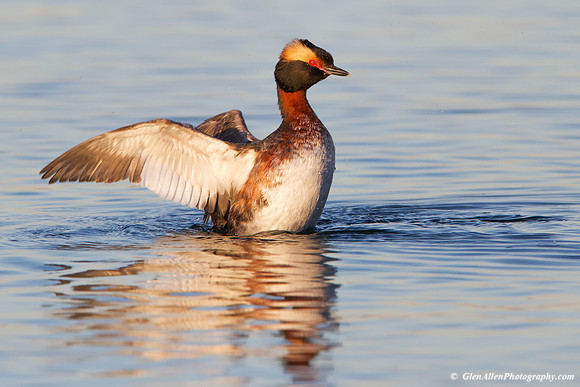 Horned Grebe
