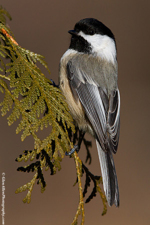 Black-capped Chickadee