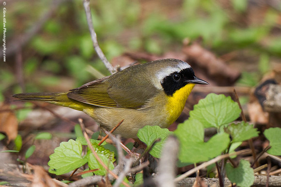 Common Yellowthroat