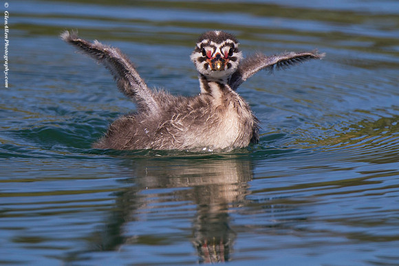 Red-necked Grebe