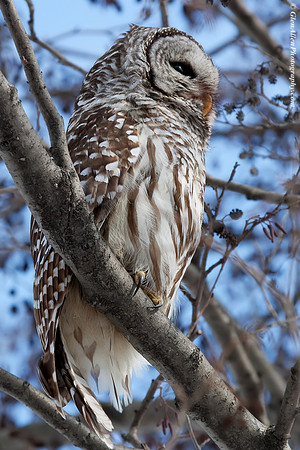 Barred Owl