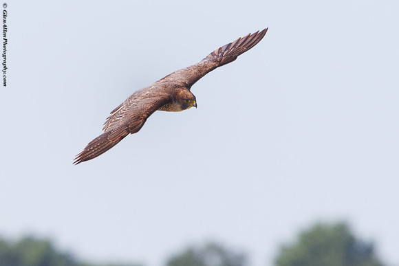 Peregrine Falcon