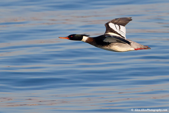 Red-breasted Merganser