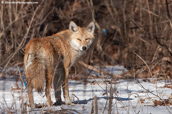 Coyote