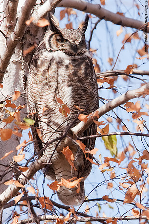 Great Horned Owl