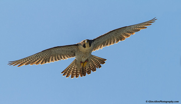 Peregrine Falcon