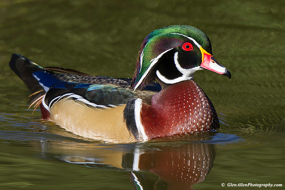 Wood Duck