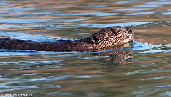 Beaver