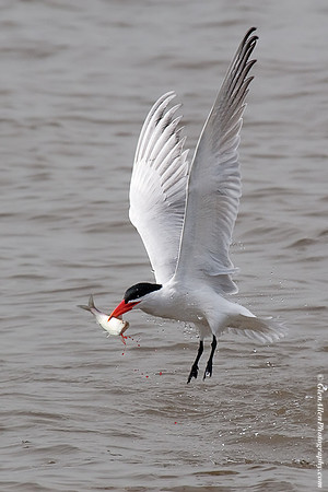 Caspian Tern