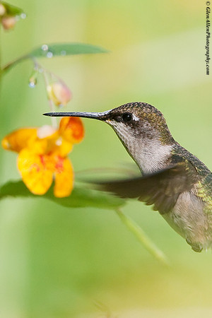 Ruby-throated Hummingbird