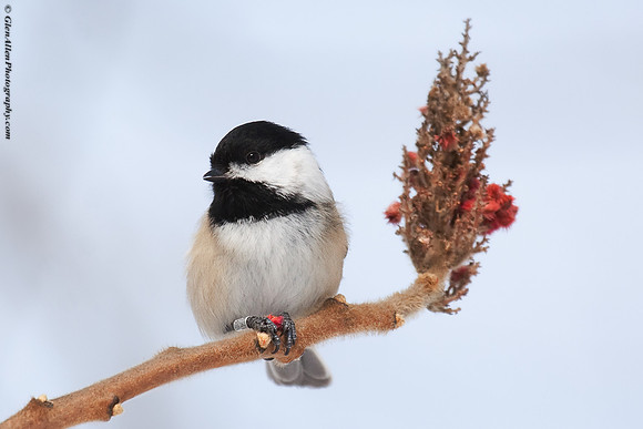 Black-capped Chickadee