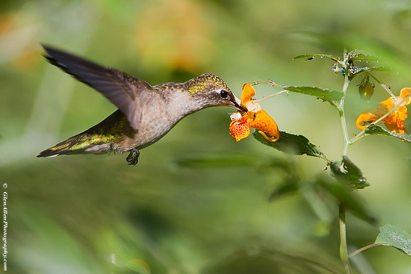 Ruby-throated Hummingbird