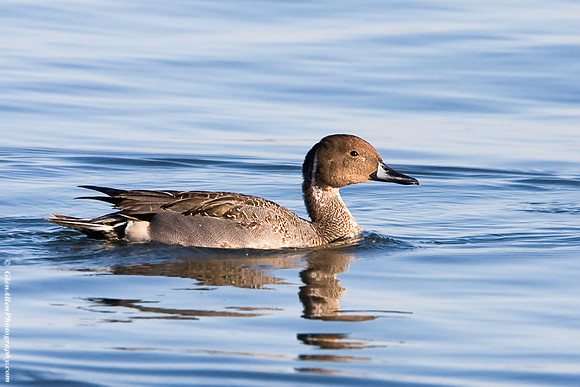 Northern Pintail
