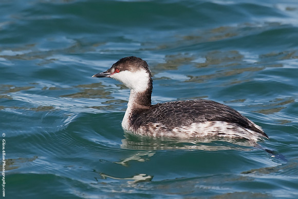 Eared Grebe