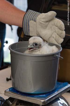 MNR registers chicks